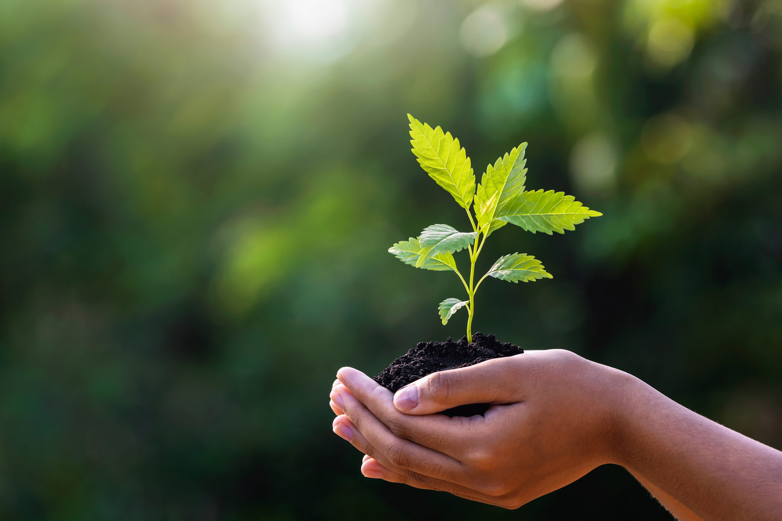 Mãos segurando uma muda de planta