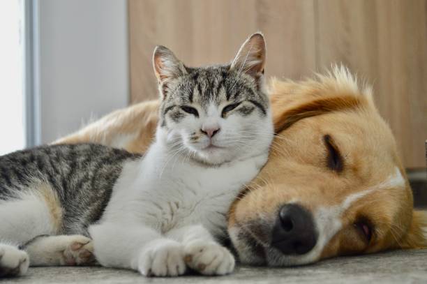 Cachorro e gato deitados um no outro